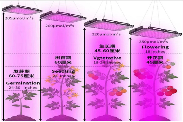 植物照明系列 4