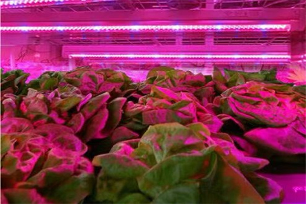 植物照明系列 5